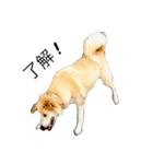 愛犬チャチャ（個別スタンプ：15）