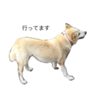 愛犬チャチャ（個別スタンプ：16）