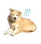 愛犬チャチャ（個別スタンプ：17）