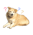 愛犬チャチャ（個別スタンプ：18）