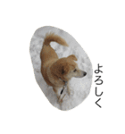 愛犬チャチャ（個別スタンプ：19）