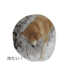 愛犬チャチャ（個別スタンプ：20）