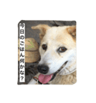 愛犬チャチャ（個別スタンプ：21）