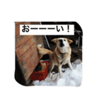 愛犬チャチャ（個別スタンプ：22）