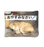 愛犬チャチャ（個別スタンプ：23）