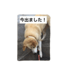 愛犬チャチャ（個別スタンプ：24）