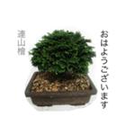ミニ盆栽スタンプ。（個別スタンプ：5）