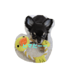 チワワのミルコ（個別スタンプ：1）