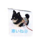 チワワのミルコ（個別スタンプ：3）