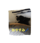 チワワのミルコ（個別スタンプ：5）