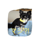 チワワのミルコ（個別スタンプ：7）