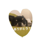 チワワのミルコ（個別スタンプ：8）