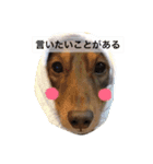 田中チョコ（個別スタンプ：6）