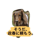 田中チョコ（個別スタンプ：8）