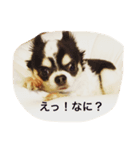 P＆Hチワワーズ（個別スタンプ：1）