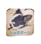 P＆Hチワワーズ（個別スタンプ：4）