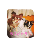 P＆Hチワワーズ（個別スタンプ：5）