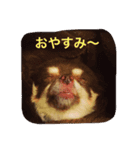 P＆Hチワワーズ（個別スタンプ：7）
