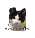 りあるなねこ（個別スタンプ：3）