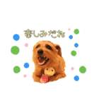 大好きノーフォークテリア2（個別スタンプ：1）