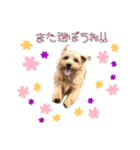 大好きノーフォークテリア2（個別スタンプ：9）