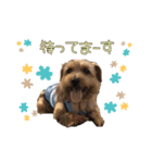 大好きノーフォークテリア2（個別スタンプ：12）