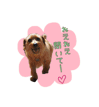 大好きノーフォークテリア2（個別スタンプ：15）
