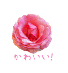 美しい薔薇（個別スタンプ：3）