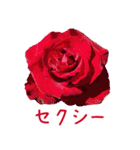 美しい薔薇（個別スタンプ：5）