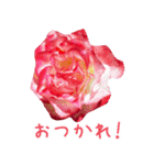 美しい薔薇（個別スタンプ：6）