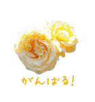 美しい薔薇（個別スタンプ：12）