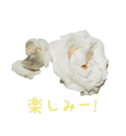 美しい薔薇（個別スタンプ：19）