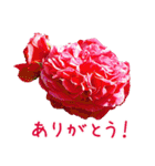 美しい薔薇（個別スタンプ：21）