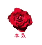 美しい薔薇（個別スタンプ：23）