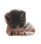 ミュウミュウちゃん  2   つぶやき（個別スタンプ：5）
