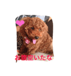 いぬ  (トイプー とダックス)（個別スタンプ：3）