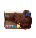 いぬ  (トイプー とダックス)（個別スタンプ：4）
