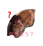 いぬ  (トイプー とダックス)（個別スタンプ：7）