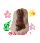 いぬ  (トイプー とダックス)（個別スタンプ：8）