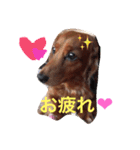 いぬ  (トイプー とダックス)（個別スタンプ：10）