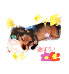 いぬ  (トイプー とダックス)（個別スタンプ：11）