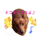 いぬ  (トイプー とダックス)（個別スタンプ：14）