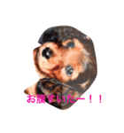 いぬ  (トイプー とダックス)（個別スタンプ：15）