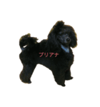 ワンcafe行き隊ねん！（個別スタンプ：1）