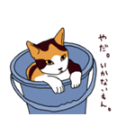 三毛猫きなこさん（個別スタンプ：12）
