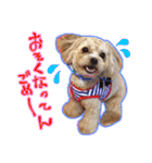 犬のじょーたろー（個別スタンプ：1）