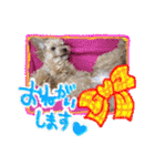 犬のじょーたろー（個別スタンプ：4）