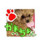 犬のじょーたろー（個別スタンプ：5）