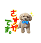 犬のじょーたろー（個別スタンプ：6）