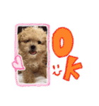 犬のじょーたろー（個別スタンプ：7）